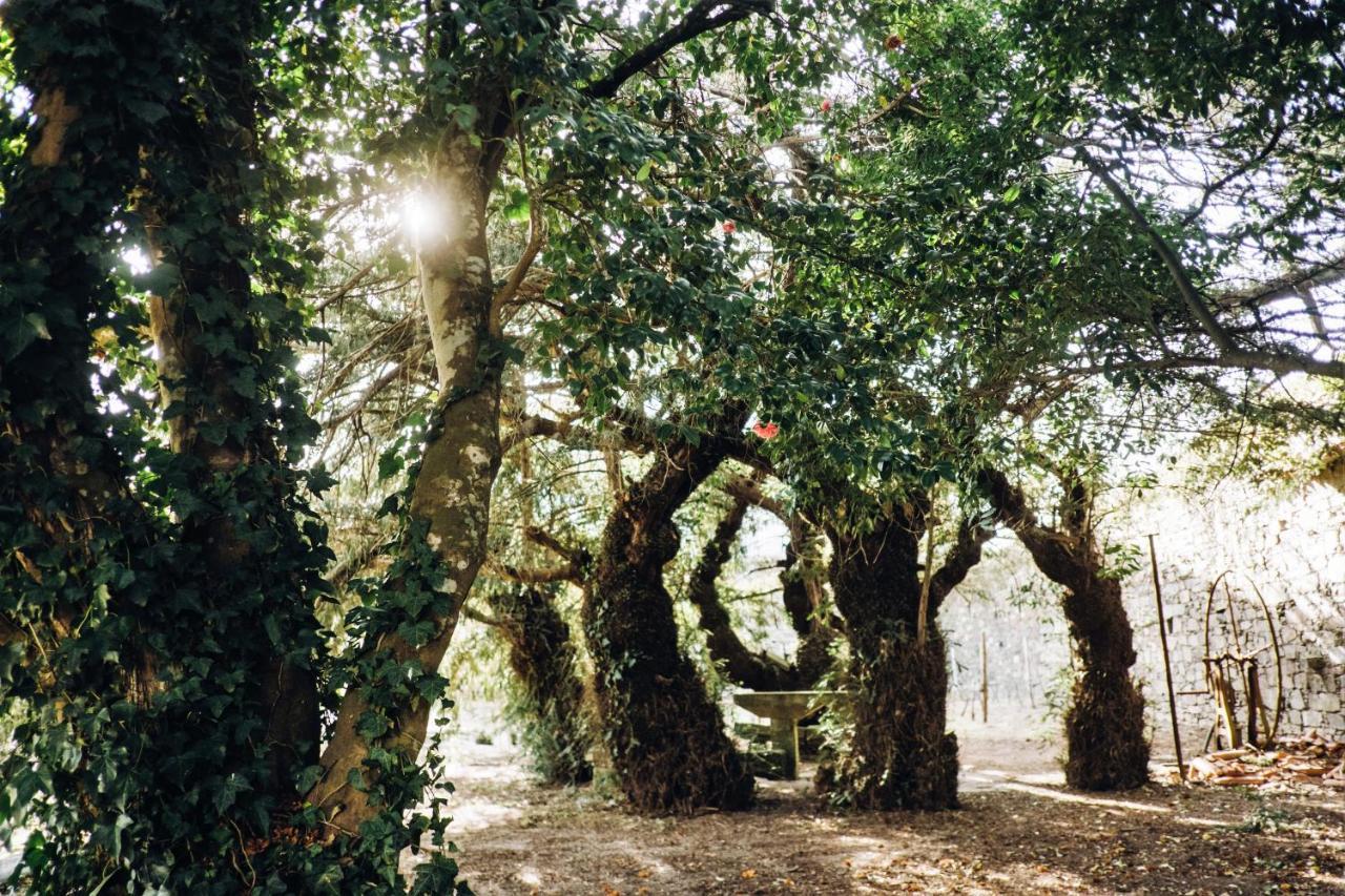 Casa Do Santo - Wine & Tourism Βίλα Provesende Εξωτερικό φωτογραφία
